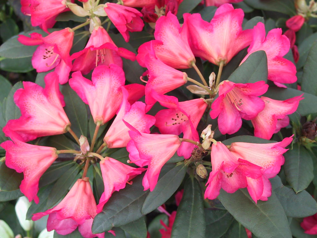 Rhododendron yakushimanum Sonatine 02.jpg